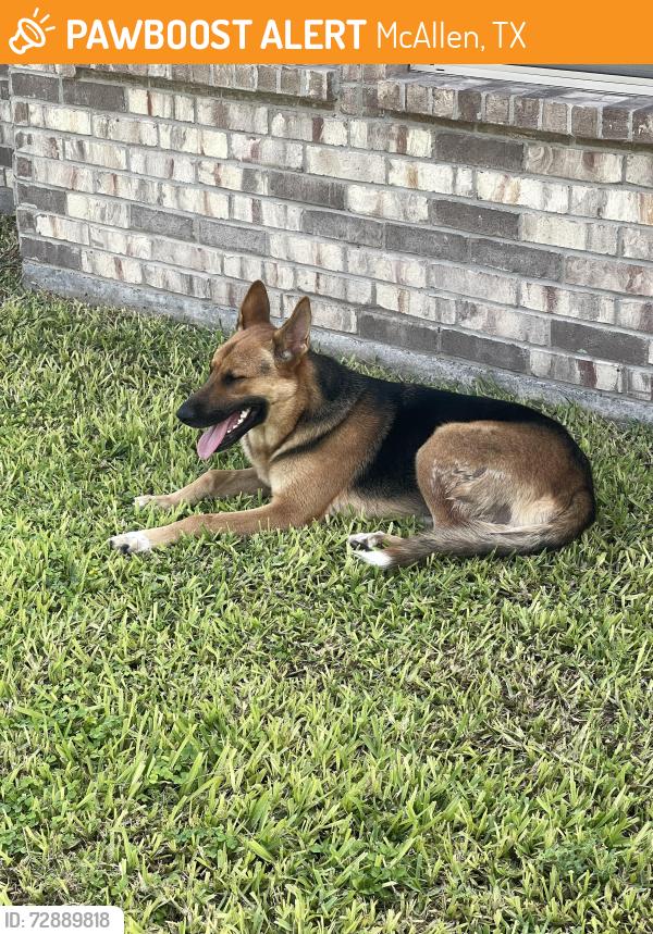 Found/Stray Female Dog last seen Tres Lagos Neighborhood, McAllen, TX 78504