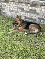 Found/Stray Female Dog last seen Tres Lagos Neighborhood, McAllen, TX 78504
