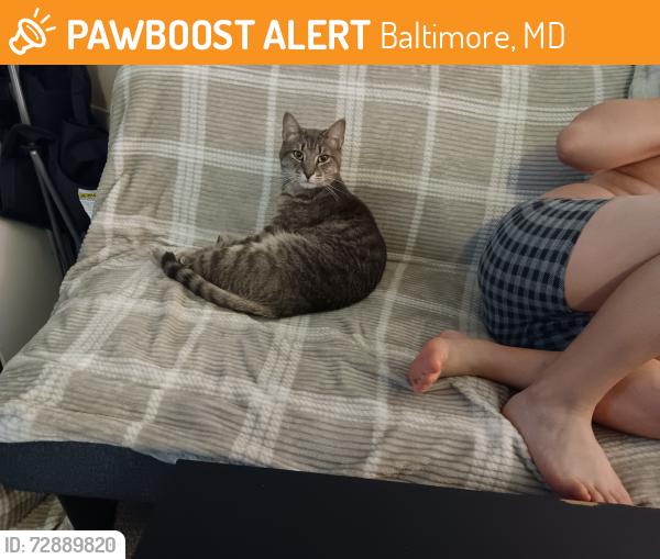 Found/Stray Male Cat last seen 9th street, Baltimore, MD 21225
