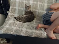 Found/Stray Male Cat last seen 9th street, Baltimore, MD 21225
