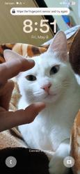 Lost Female Cat last seen Everett , Everett, WA 98204
