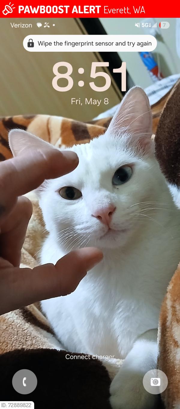 Lost Female Cat last seen Everett , Everett, WA 98204