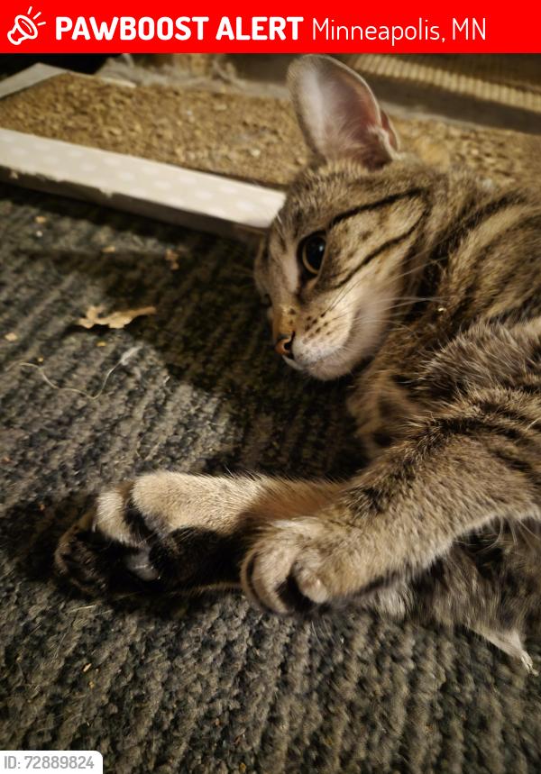 Lost Female Cat last seen Lyndale and 57th, Minneapolis, MN 55409