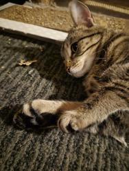 Lost Female Cat last seen Lyndale and 57th, Minneapolis, MN 55409