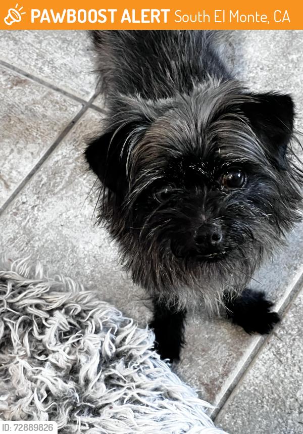Found/Stray Male Dog last seen Klingerman and Merced , South El Monte, CA 91733