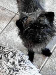 Found/Stray Male Dog last seen Klingerman and Merced , South El Monte, CA 91733