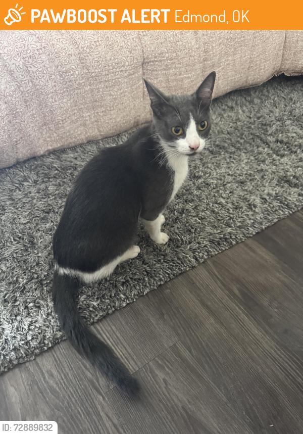 Found/Stray Female Cat last seen 15th and Boulevard, Edmond, OK 73013