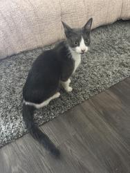 Found/Stray Female Cat last seen 15th and Boulevard, Edmond, OK 73013
