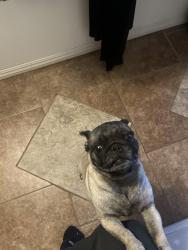 Lost Female Dog last seen Orange St cross H St , Bakersfield, CA 93304