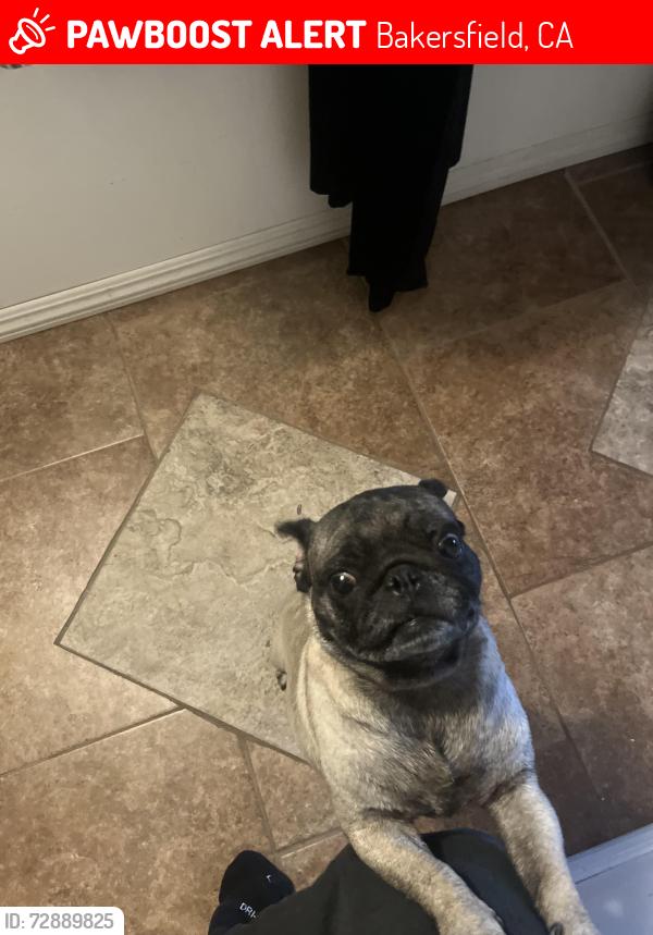 Lost Female Dog last seen Orange St cross H St , Bakersfield, CA 93304