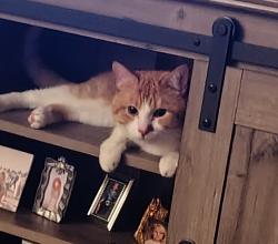Lost Male Cat last seen Mcknight ave and wilson ave, Saint Paul, MN 55119