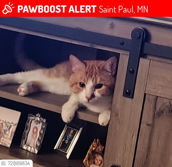 Lost Male Cat last seen Mcknight ave and wilson ave, Saint Paul, MN 55119