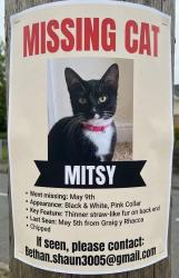Lost Female Cat last seen Graig y rhacca, Machen, Wales CF83