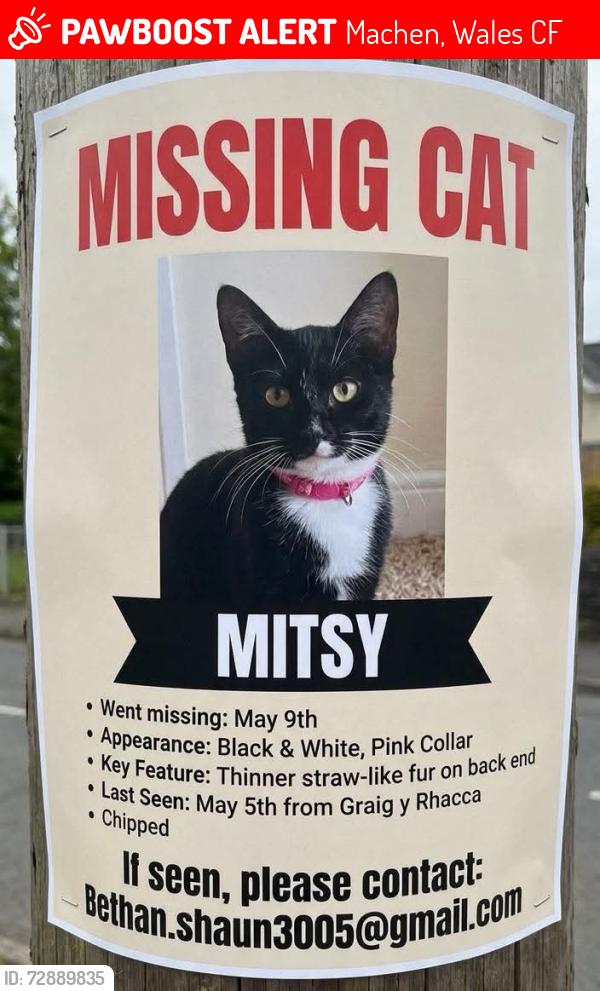 Lost Female Cat last seen Graig y rhacca, Machen, Wales CF83