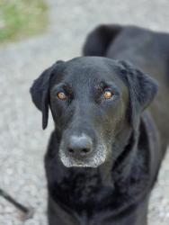 Lost Female Dog last seen Woodford st., South Dr.,North Brentwood St. , Channelview, TX 77530