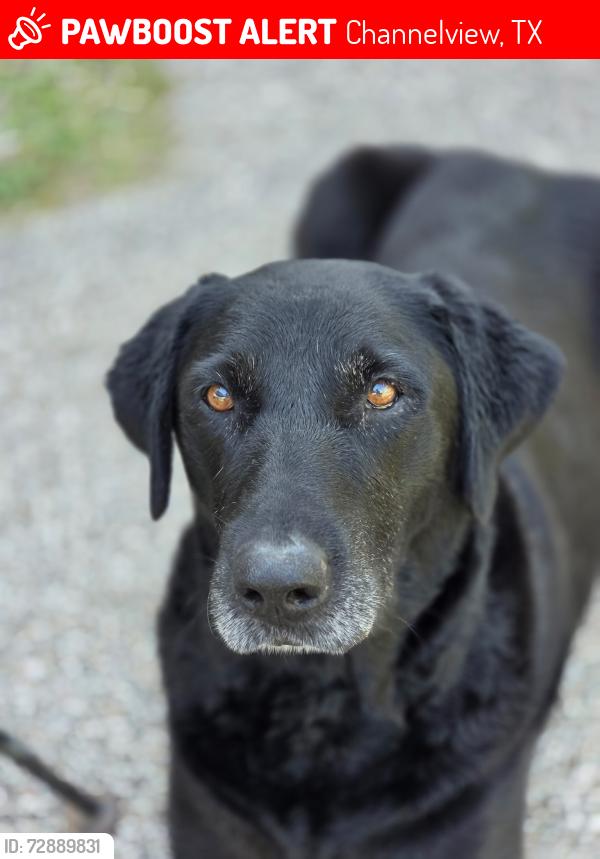 Lost Female Dog last seen Woodford st., South Dr.,North Brentwood St. , Channelview, TX 77530