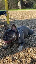 Lost Male Dog last seen Sandcastle trl and sea s dr , Mesquite, TX 75149