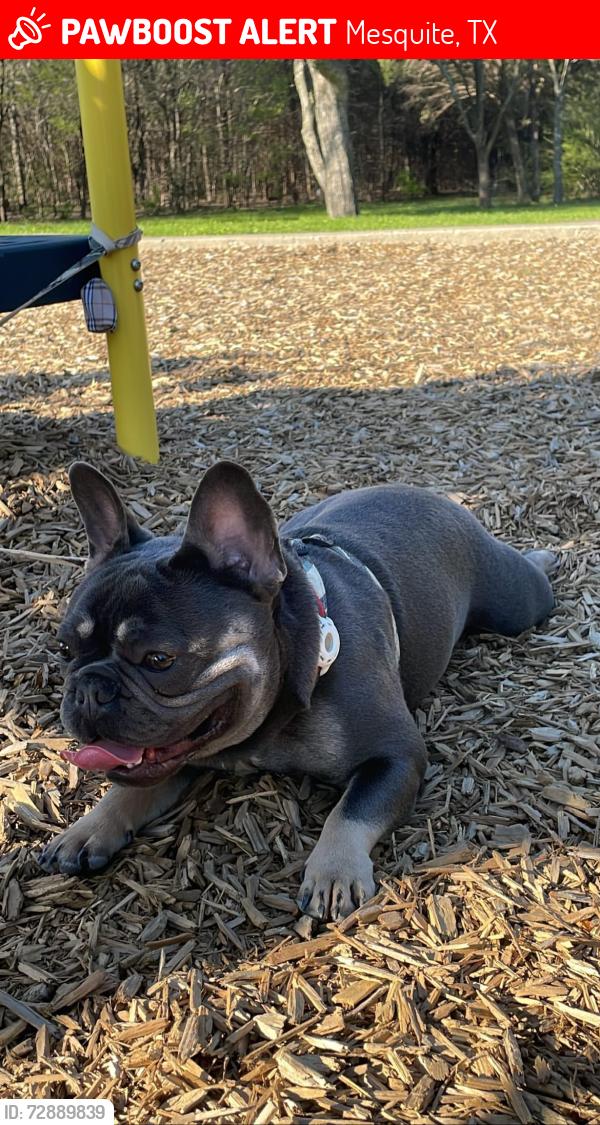 Lost Male Dog last seen Sandcastle trl and sea s dr , Mesquite, TX 75149