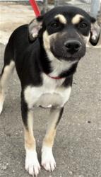 Shelter Stray Female Dog last seen E 9TH ST & N WATERMAN AVE, SAN BERNARDINO, CA, 92410, San Bernardino, CA 92401