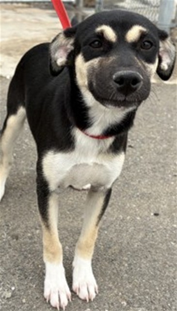 Shelter Stray Female Dog last seen E 9TH ST & N WATERMAN AVE, SAN BERNARDINO, CA, 92410, San Bernardino, CA 92401