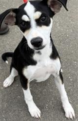 Shelter Stray Female Dog last seen E 9TH ST & N WATERMAN AVE, SAN BERNARDINO, CA, 92410, San Bernardino, CA 92401