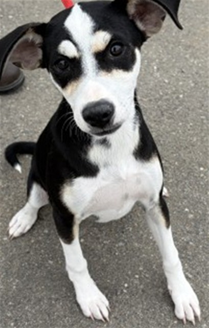 Shelter Stray Female Dog last seen E 9TH ST & N WATERMAN AVE, SAN BERNARDINO, CA, 92410, San Bernardino, CA 92401