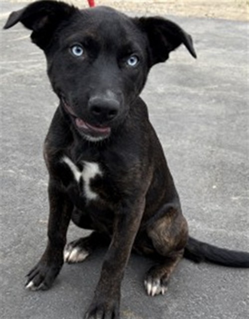 Shelter Stray Female Dog last seen MAJESTIC X CAJON, San Bernardino, CA 92401