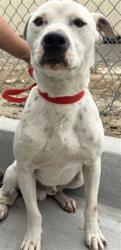 Shelter Stray Male Dog last seen Near BLOCK OLEANDER AVE, San Bernardino, CA 92401