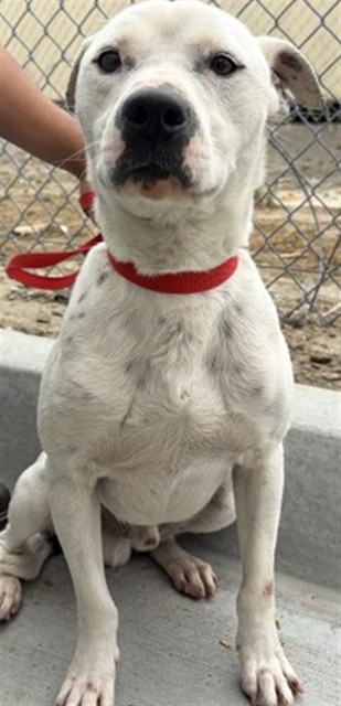 Shelter Stray Male Dog last seen Near BLOCK OLEANDER AVE, San Bernardino, CA 92401