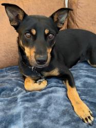 Reunited Female Dog last seen South Austin near South Lamar Blvd and Ben White Blvd, Austin, TX 78704