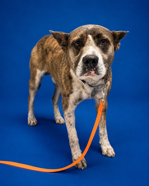 Shelter Stray Male Dog last seen , Jacksonville, FL 32204