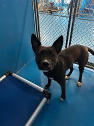 Shelter Stray Female Dog last seen MING AVE BAKERSFIELD, Bakersfield, CA 93307