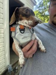 Reunited Female Dog last seen Boyd Lee Park, Pitt County, NC 28590