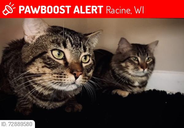 Lost Male Cat last seen Near Russet St, Racine, WI 53405
