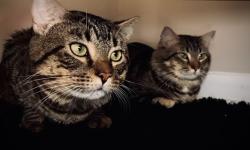 Lost Male Cat last seen Near Russet St, Racine, WI 53405