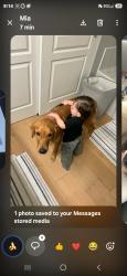 Lost Female Dog last seen 120th & Peoria st, E 120th Ave, CO 80249