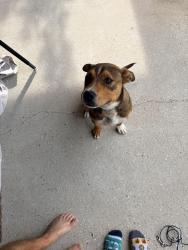 Found/Stray Male Dog last seen Ben Hamilton Rd, Theodore, AL 36582