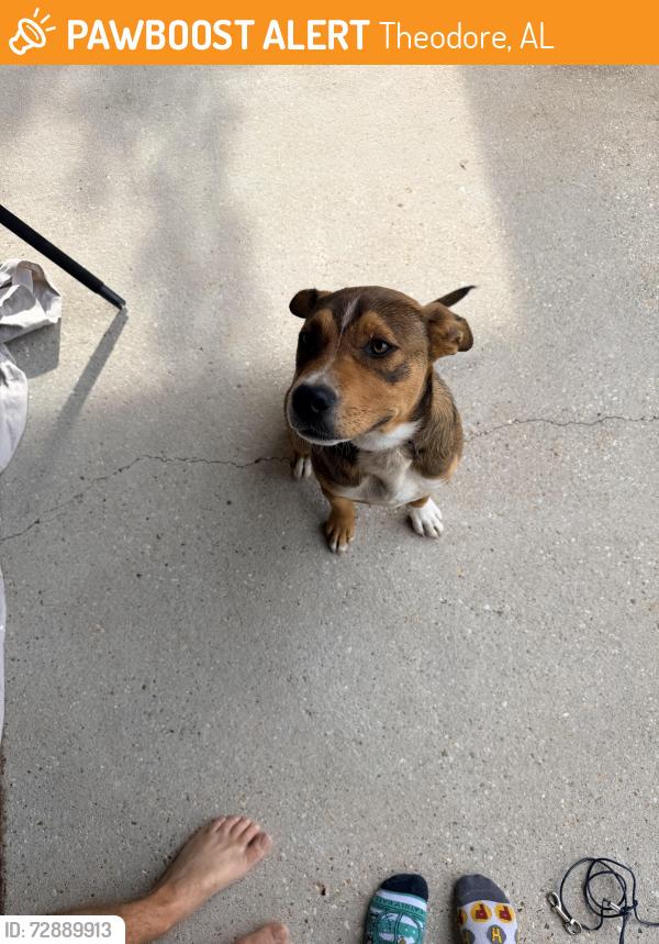 Found/Stray Male Dog last seen Ben Hamilton Rd, Theodore, AL 36582