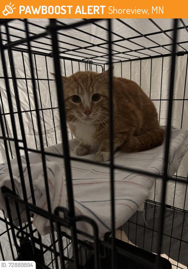 Found/Stray Unknown Cat last seen Lexington Ave and Victoria St, Shoreview, MN 55126