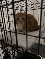 Found/Stray Unknown Cat last seen Lexington Ave and Victoria St, Shoreview, MN 55126