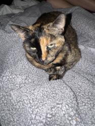 Lost Female Cat last seen Olive and tylee , Vista, CA 92083