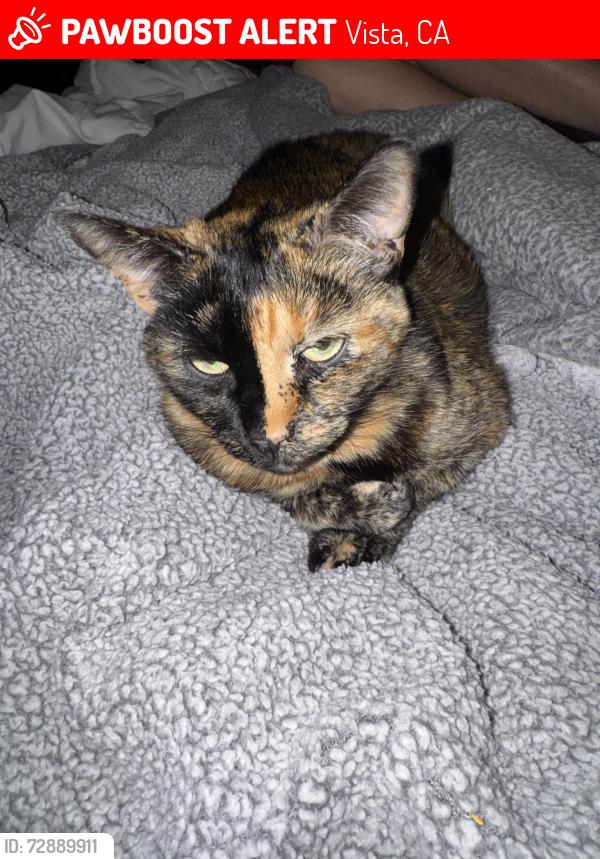 Lost Female Cat last seen Olive and tylee , Vista, CA 92083