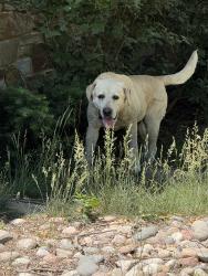 Found/Stray Male Dog last seen 93rd and Oliver, Valley Center, KS 67147