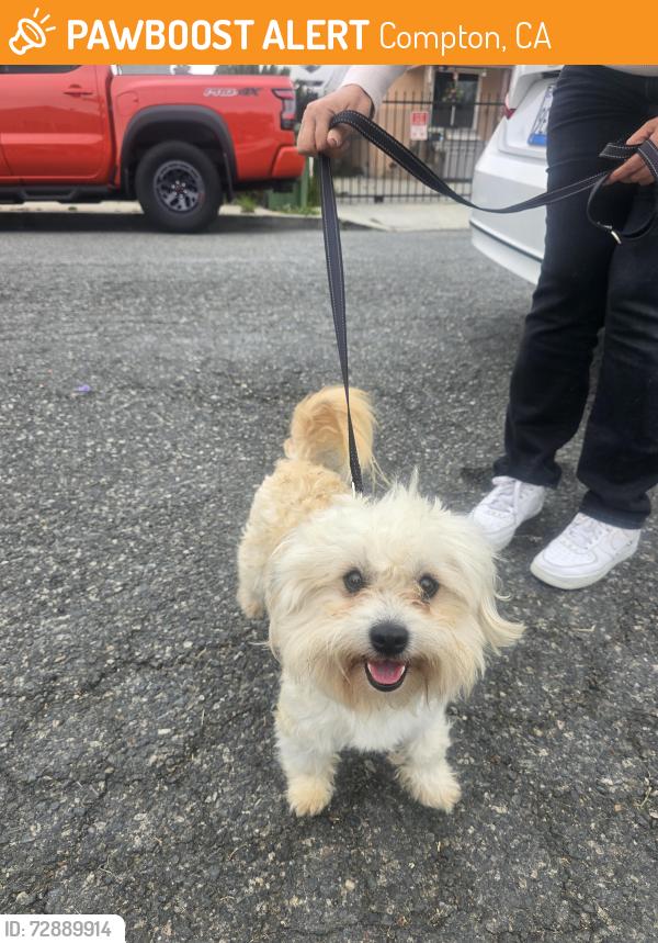 Found/Stray Male Dog last seen Rosecrans and Aranbe , Compton, CA 90222