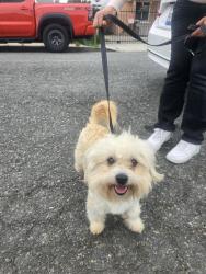 Found/Stray Male Dog last seen Rosecrans and Aranbe , Compton, CA 90222