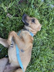 Lost Male Dog last seen Near sw 10th manor, Davie, FL 33325