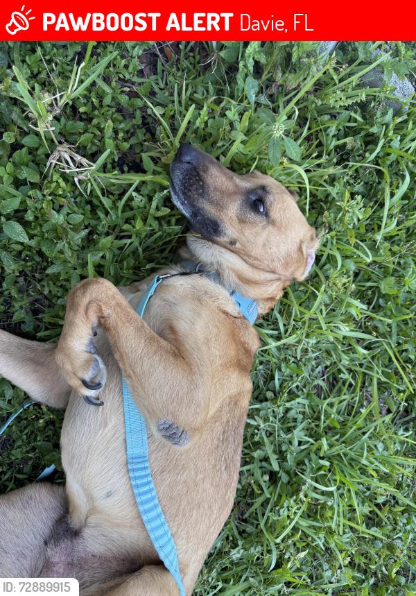 Lost Male Dog last seen Near sw 10th manor, Davie, FL 33325