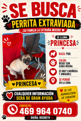 Reunited Female Dog last seen Calles principales y muchas casas al rededor , Grand Prairie, TX 75051