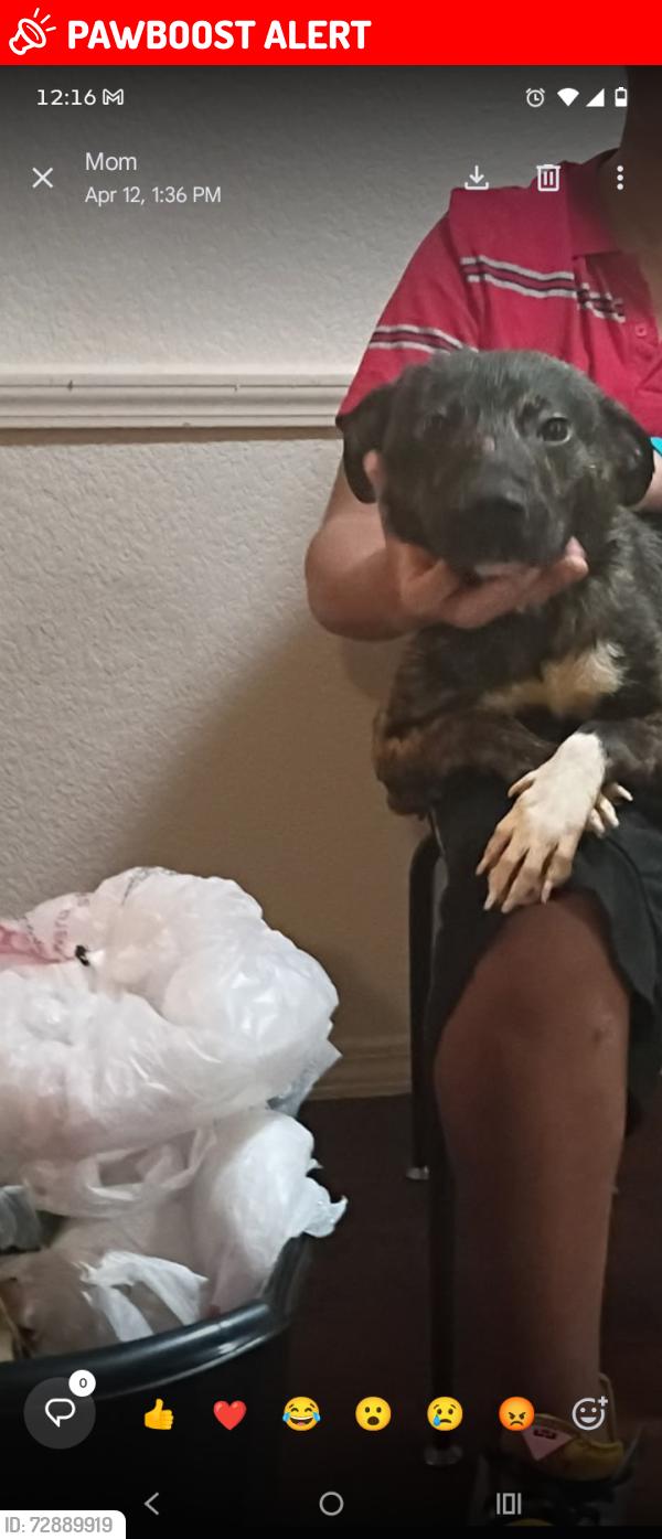 Lost Male Dog last seen North Little Rock , North Little Rock, AR 72114