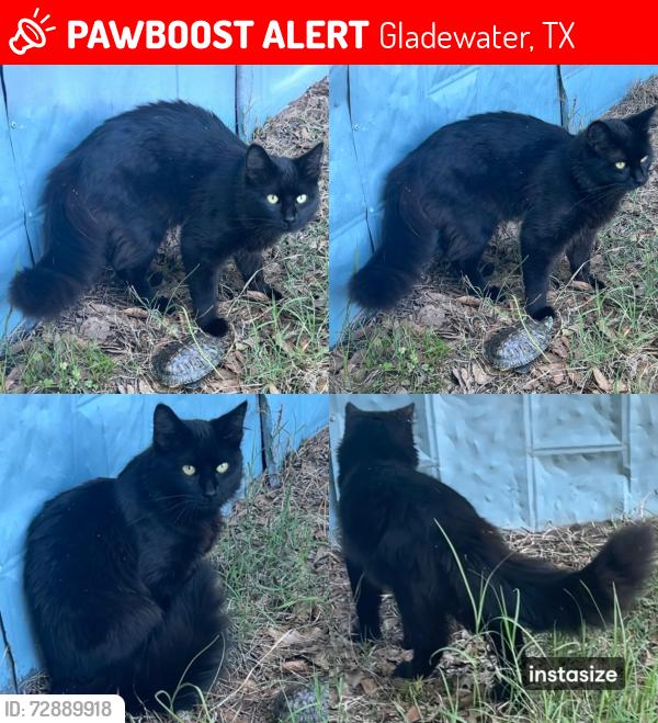 Lost Male Cat last seen On Gay Avenue between North holly street & Virginia drive, Gladewater, TX 75647